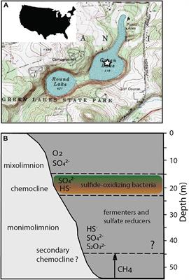 Organic Electron Donors and Terminal Electron Acceptors Structure Anaerobic Microbial Communities and Interactions in a Permanently Stratified Sulfidic Lake